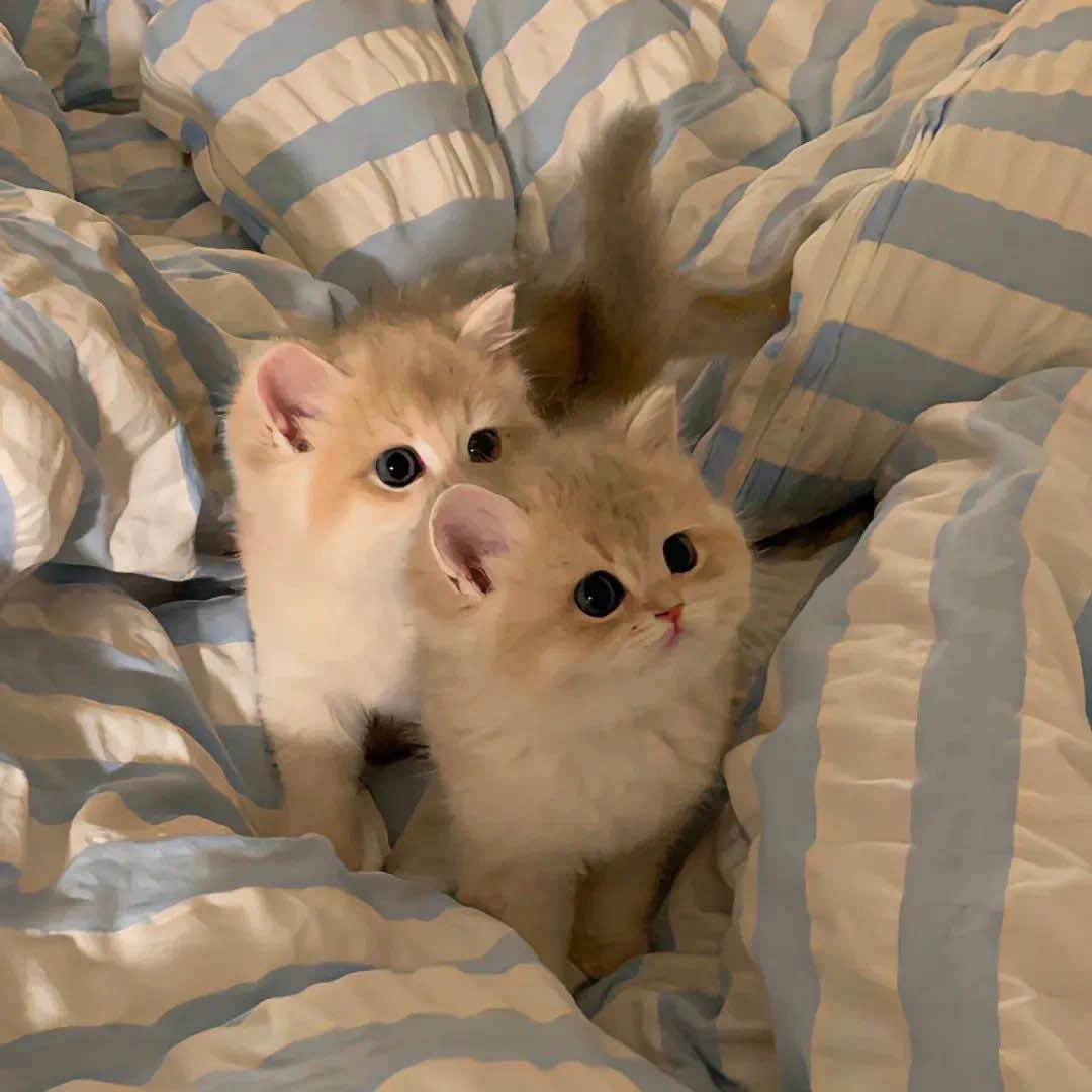 灌南猫狗当家宠物