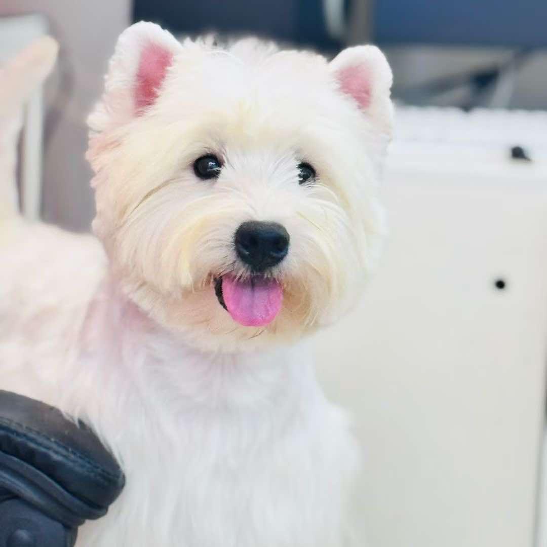 星启宠物(西高地 马尔济斯 约克夏）