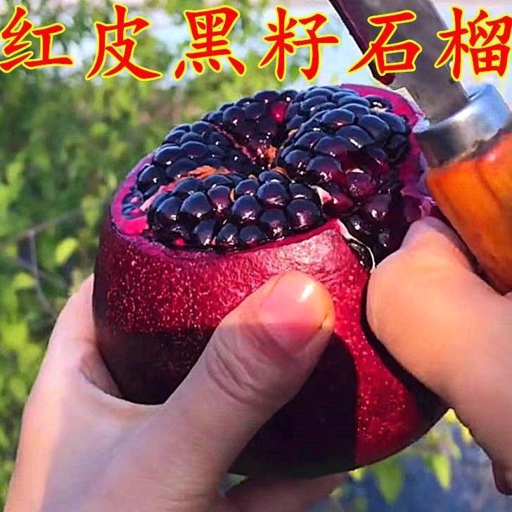 guoshuhuahu59