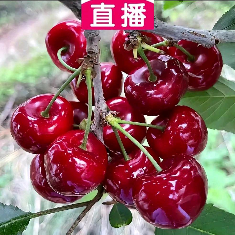 汶川强哥优果园