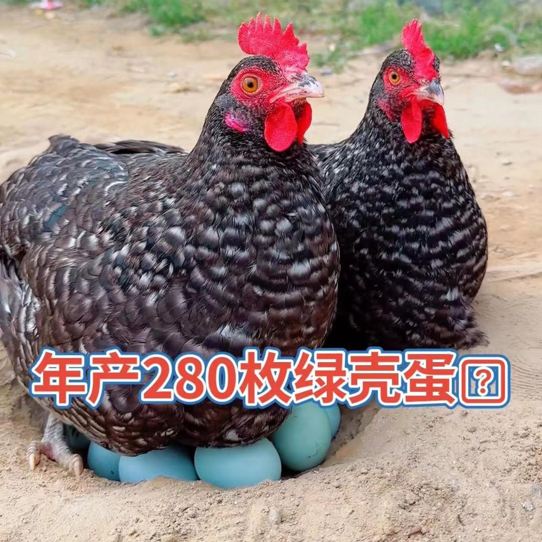 亿鑫养殖场
