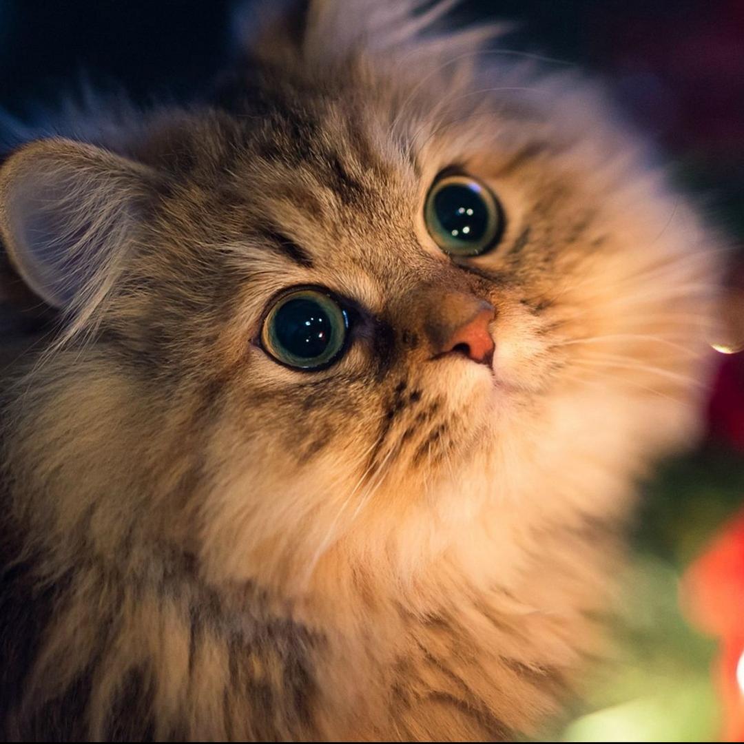 铠帝互联网（主播管理）