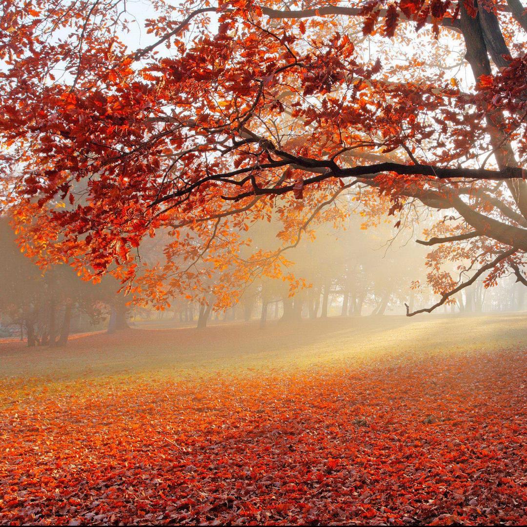 广州市鸿秉乐贸易直播号