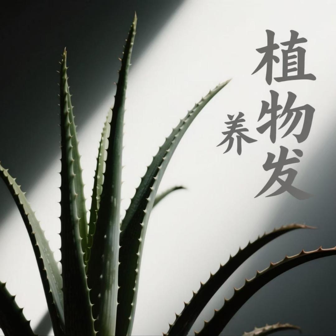 （博景晟商贸）和悦养fa