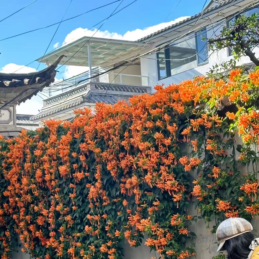 范维蝶宠粉号
