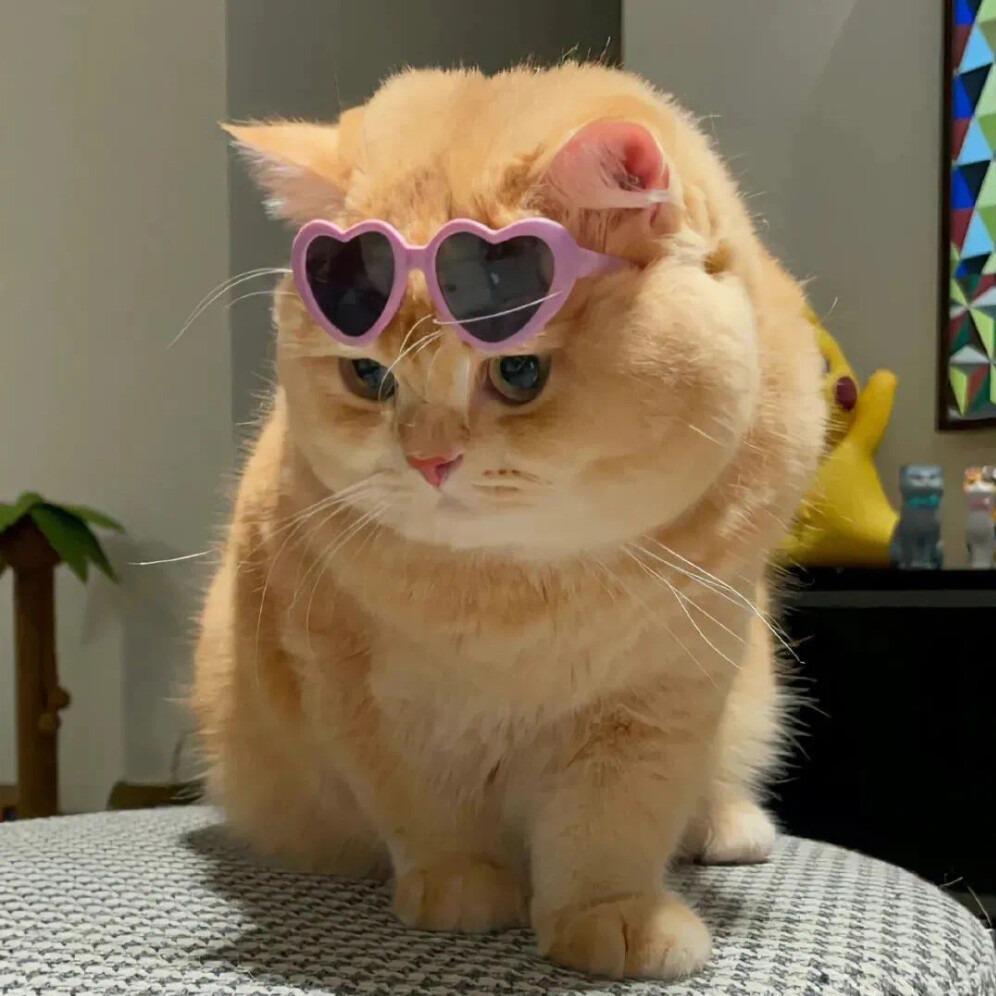 公止略万万直播号