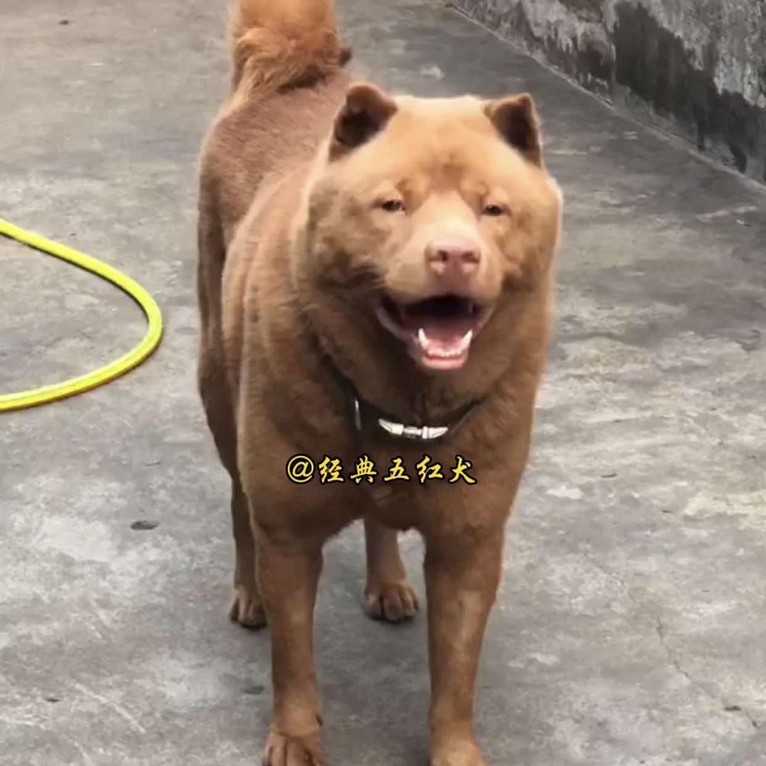 经典五红犬