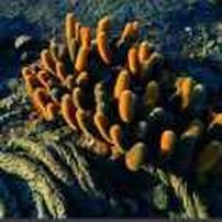 原则:正义。666岁