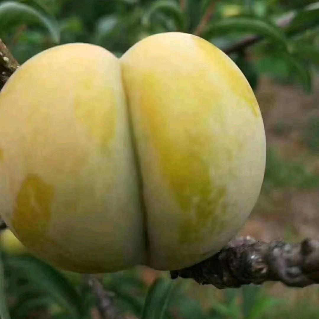 六马蜂糖李果树苗