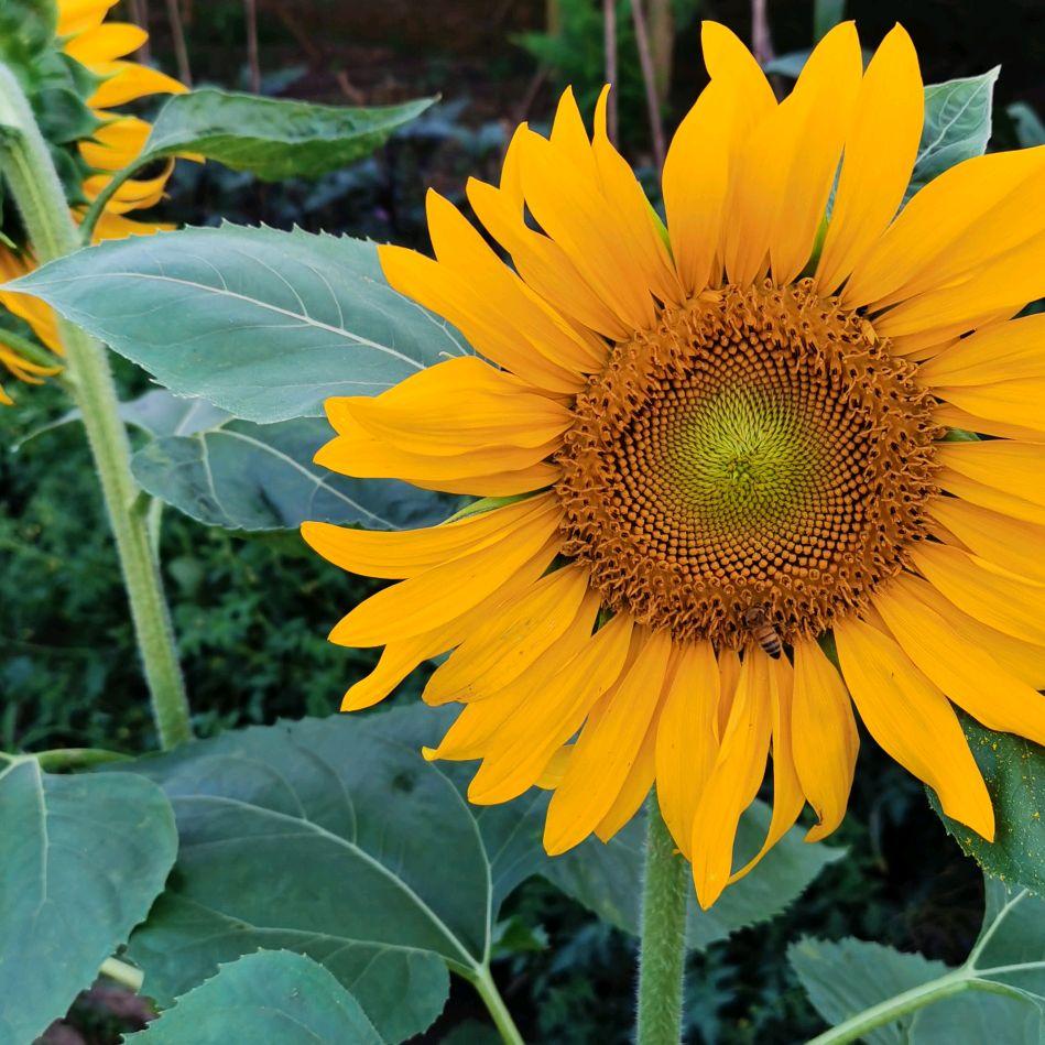 葵花朵朵向太阳