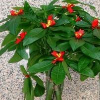  摇一摇  