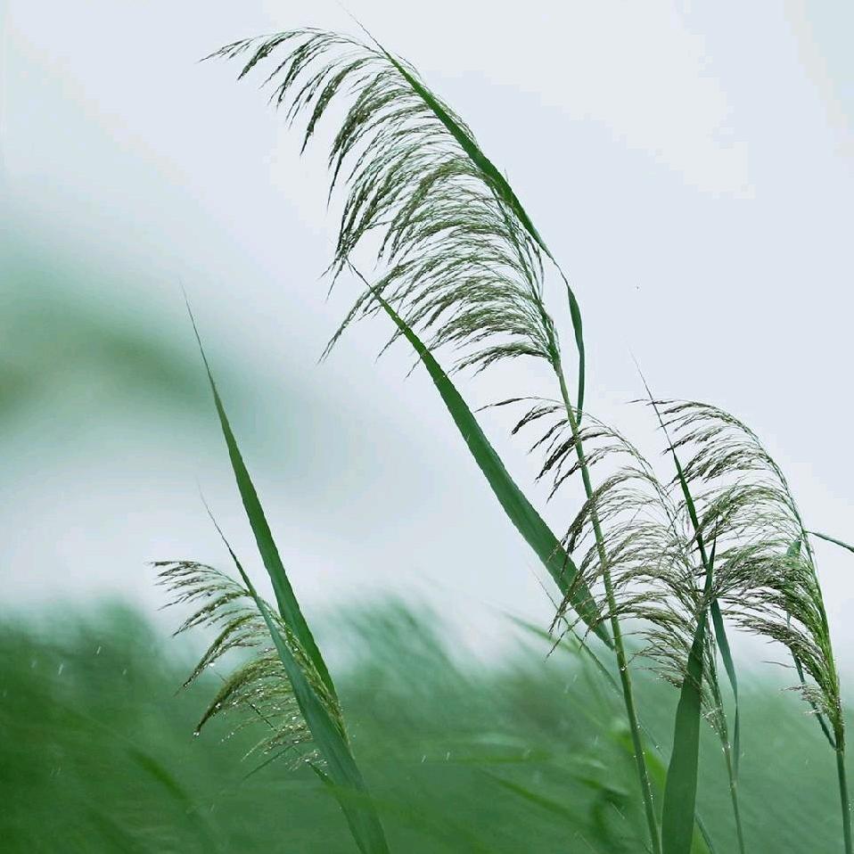 山水春緣