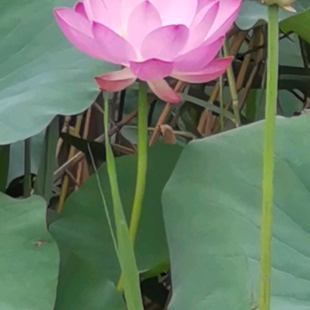 王伟野钓露营