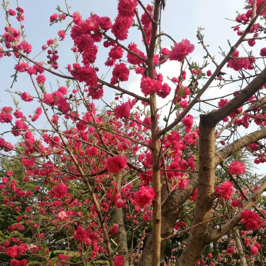 樱花🌸/飘飘