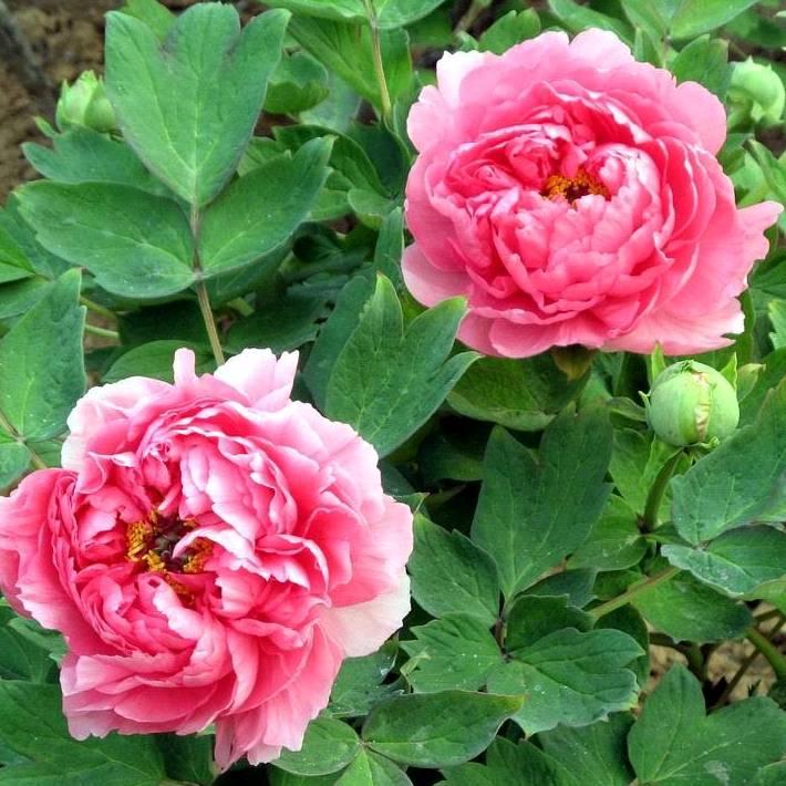 芊芊