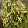 杰盛茗茶