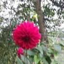 心想事成、...冫. ( ˝ᗢ̈˝ )…