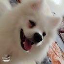 爱吃馒头的狗的花店