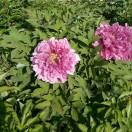 把美好留在明天