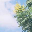 dandelion_free