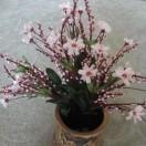 自由浪曼，每天都开心快乐