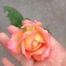 橙子🍊燕