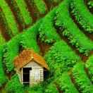 卖豆花的老板娘