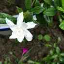 阳光-郑菊