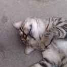 潜水的猫？