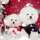 一个简单的网名