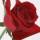 红玫瑰