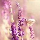 薰衣草☆璇