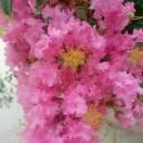 花，开错了颜色