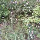 我行我素㇏㇏㇏㇏一㇏∴