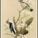 百合