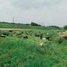 安惠国际：晨曦