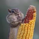 搞钱买个大House