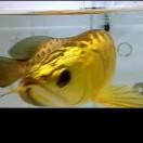 胡伟有机明本Pc板PP，PE大小㬵白