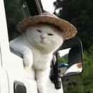 勤劳的小蜜蜂❤️