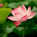 蒲公英的方向