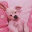 🐶Mr.Well&Miss.Bad🐱