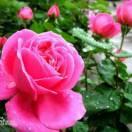 芬芳