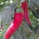 红辣椒蚕丝羽绒馆