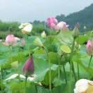芳芳