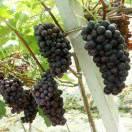 豪哥（13681632507）