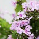 🌸小代🌸丁香花
