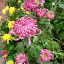 明白🌹🌹🌹🌹🌹🌹🌹🌹🌹