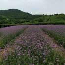 溧阳五星一店吕娟