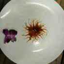 骑着小猪去上网