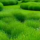 小杨哥（驻村第一书记）